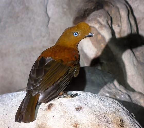 Dokumentasi Rupicola peruvianus