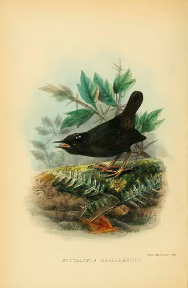 Ilustrasi Scytalopus magellanicus