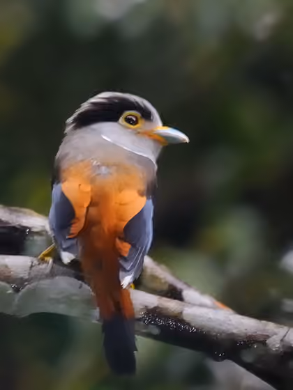 Dokumentasi Serilophus lunatus