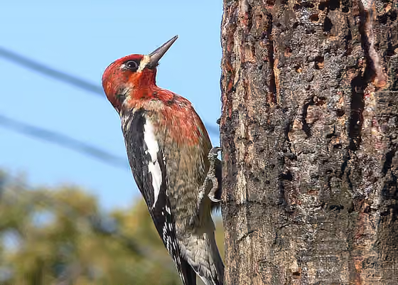 Dokumentasi Sphyrapicus ruber