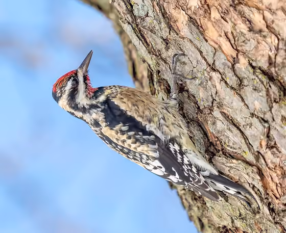 Dokumentasi Sphyrapicus varius