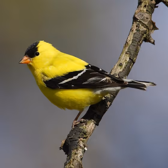 Dokumentasi Spinus tristis