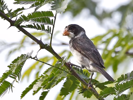Dokumentasi Sporophila albogularis jantan
