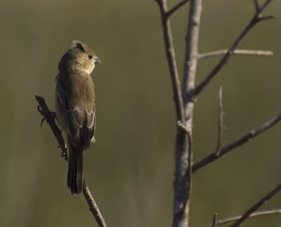 Dokumentasi Sporophila cinnamomea