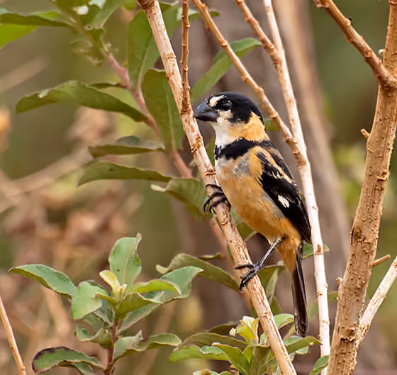 Dokumentasi Sporophila collaris jantan