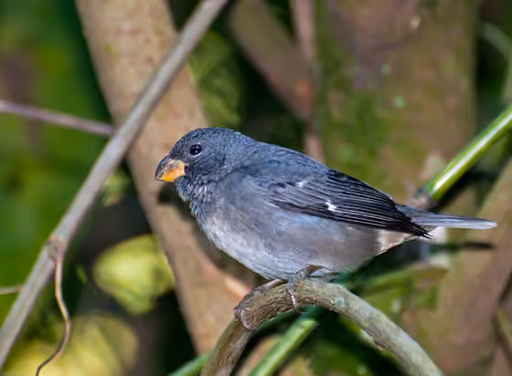 Dokumentasi Sporophila falcirostris