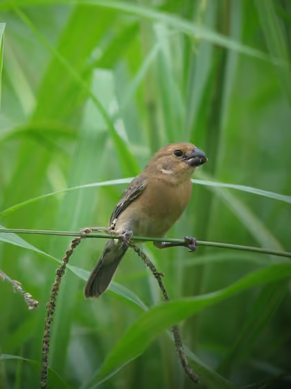 Dokumentasi Sporophila intermedia betina