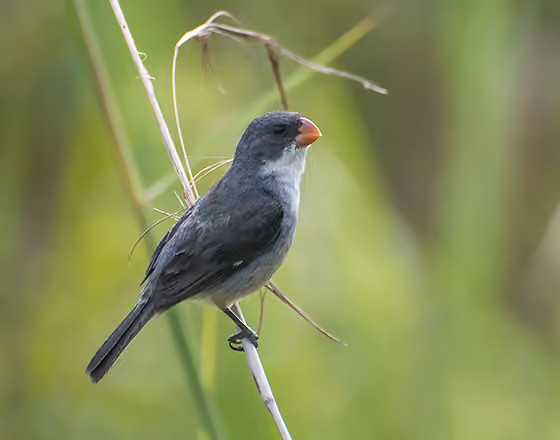 Dokumentasi Sporophila leucoptera jantan