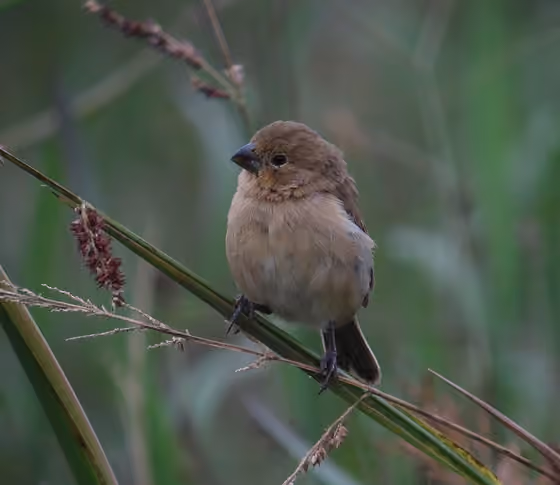 Dokumentasi Sporophila minuta betina