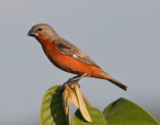 Dokumentasi Sporophila minuta