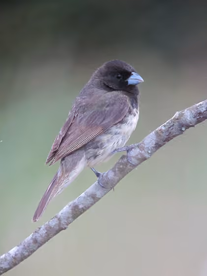 Dokumentasi Sporophila nigricollis