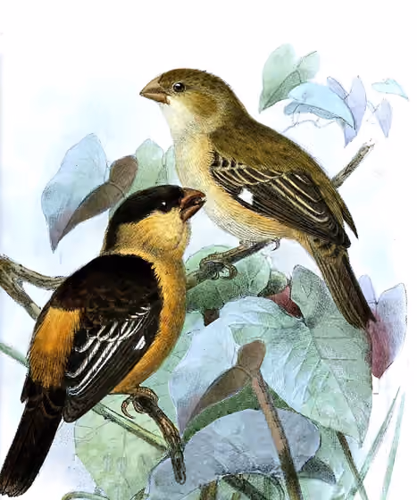 Ilustrasi Sporophila nigrorufa