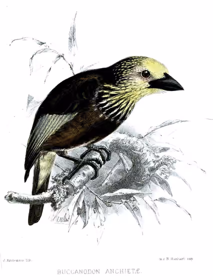 Ilustrasi Stactolaema anchietae