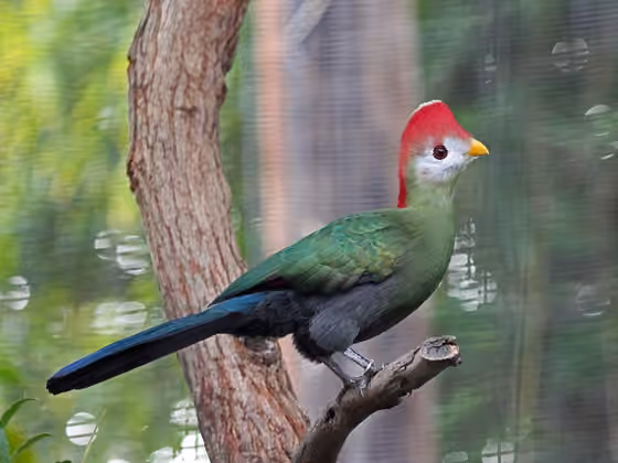 Dokumentasi Tauraco erythrolophus