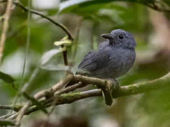 Dokumentasi Thamnomanes ardesiacus jantan