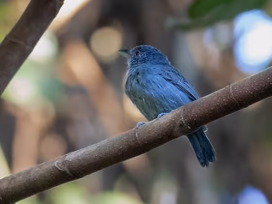 Dokumentasi Thamnophilus schistaceus jantan