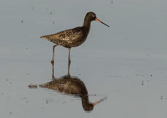 Dokumentasi Tringa erythropus