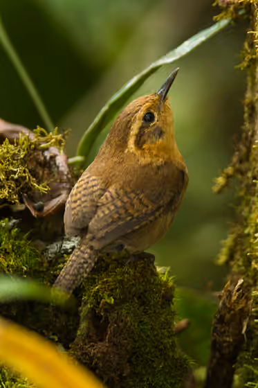 Dokumentasi Troglodytes solstitialis
