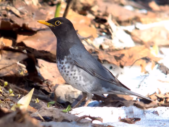 Dokumentasi Turdus cardis