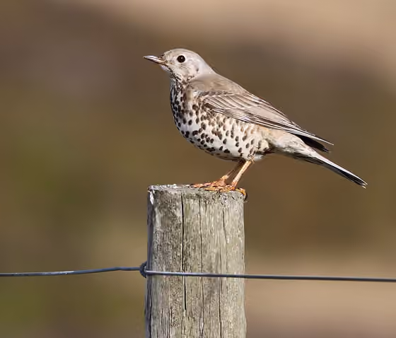 Dokumentasi Turdus viscivorus