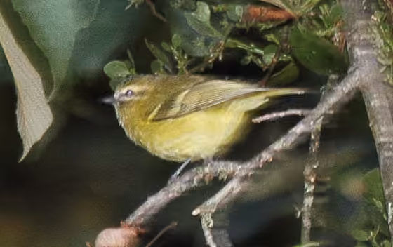 Dokumentasi Vireo carmioli