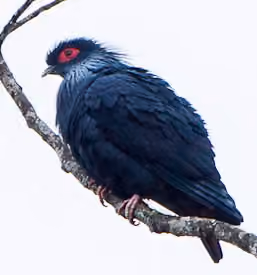 Dokumentasi Alectroenas madagascariensis