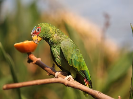 Dokumentasi Amazona albifrons