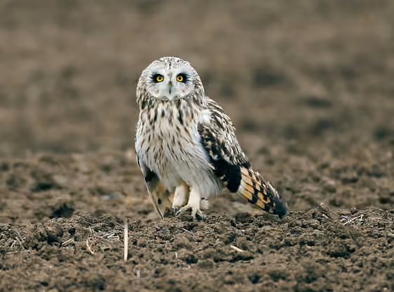 Dokumentasi Asio flammeus