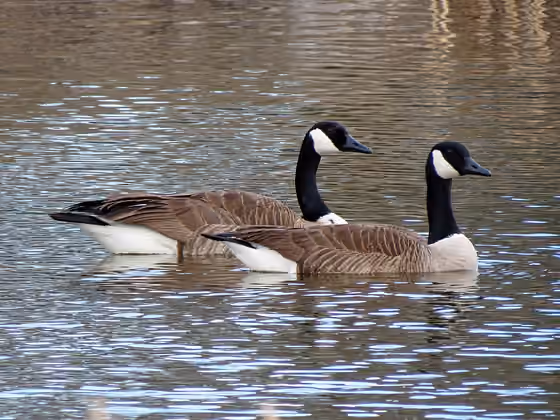 Dokumentasi Branta canadensis
