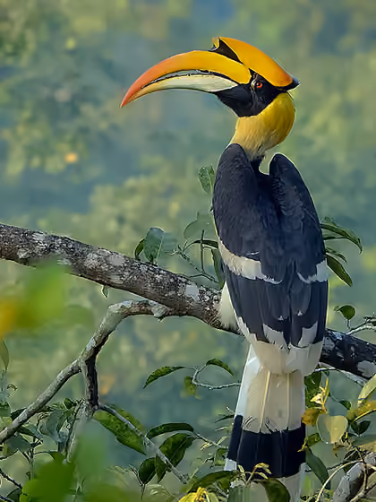 Dokumentasi Buceros bicornis