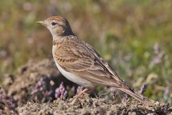 Dokumentasi Calandrella brachydactyla