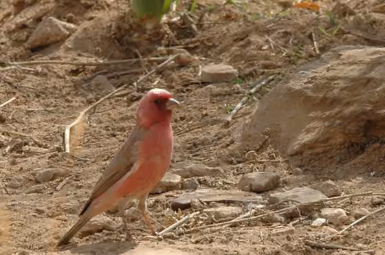 Dokumentasi Carpodacus synoicus jantan