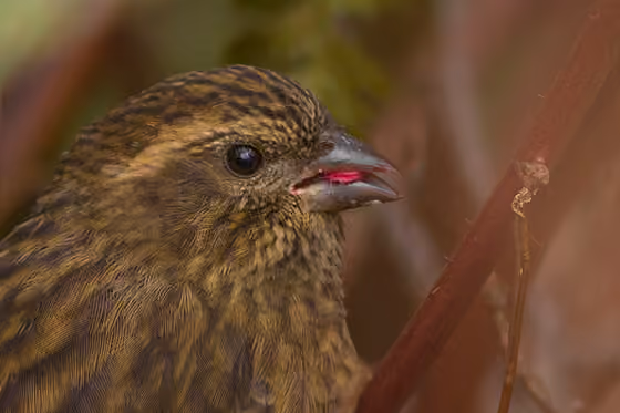 Dokumentasi Carpodacus rodochroa