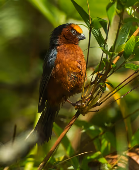 Dokumentasi Catamblyrhynchus diadema