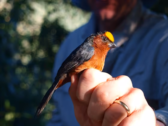 Dokumentasi Catamblyrhynchus diadema