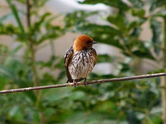 Dokumentasi Cecropis abyssinica