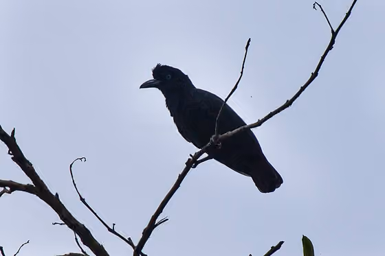 Dokumentasi Cephalopterus ornatus