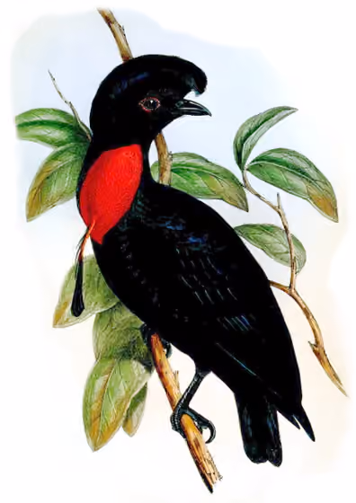 Ilustrasi Cephalopterus glabricollis