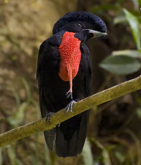 Dokumentasi Cephalopterus glabricollis