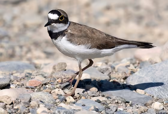 Dokumentasi Charadrius dubius