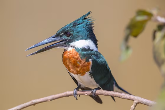 Dokumentasi Chloroceryle amazona