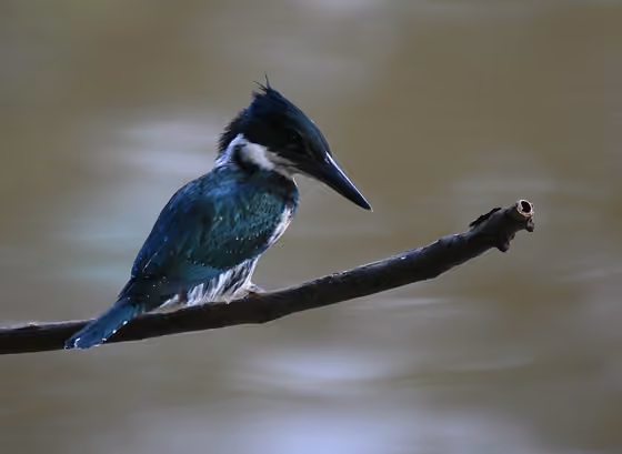 Dokumentasi Chloroceryle amazona betina