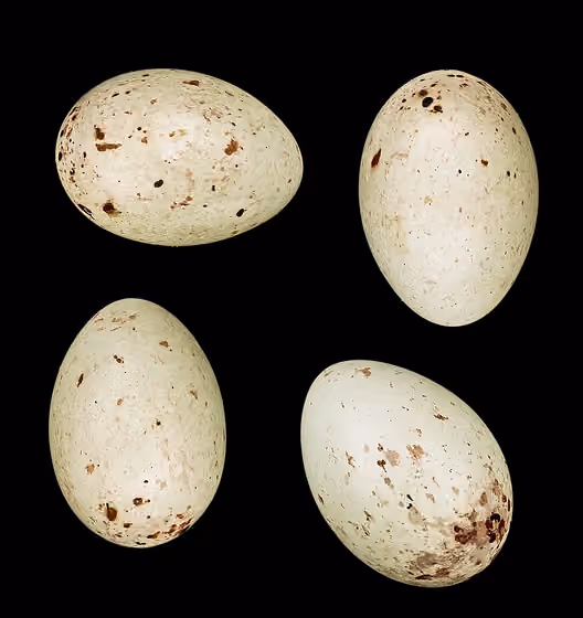 Dokumentasi Chloris chloris