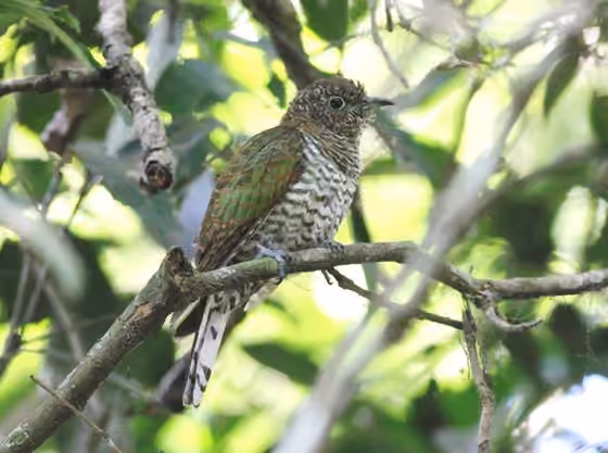 Dokumentasi Chrysococcyx cupreus