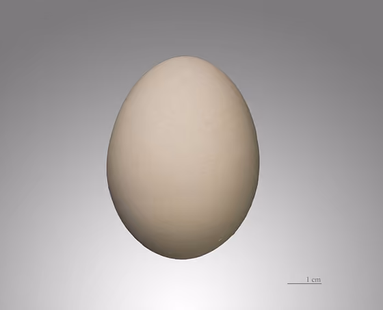 Dokumentasi Ciconia abdimii