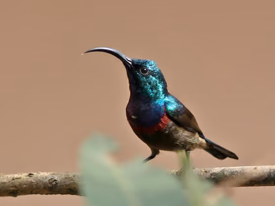 Dokumentasi Cinnyris lotenius