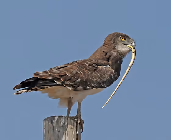 Dokumentasi Circaetus pectoralis