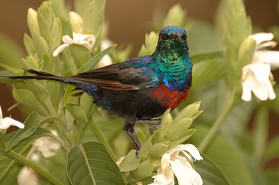 Dokumentasi Cinnyris erythrocercus