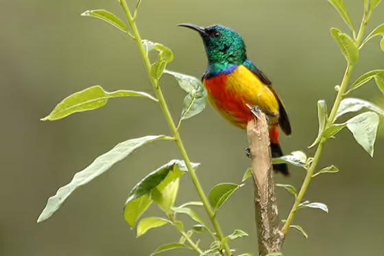 Dokumentasi Cinnyris regius