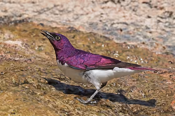 Dokumentasi Cinnyricinclus leucogaster jantan